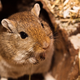 Illustration for article titled The Black Plague Was Probably Caused By Cute Gerbils, Not Dirty Rats